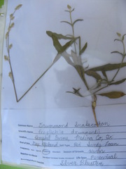 Froelichia drummondii