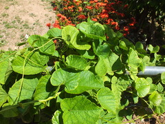 Convolvulaceae