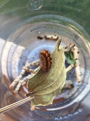 Paracles phaeocera