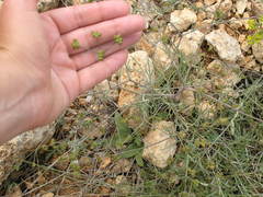 Rumia crithmifolia