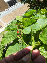Convolvulaceae