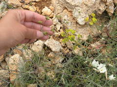 Rumia crithmifolia