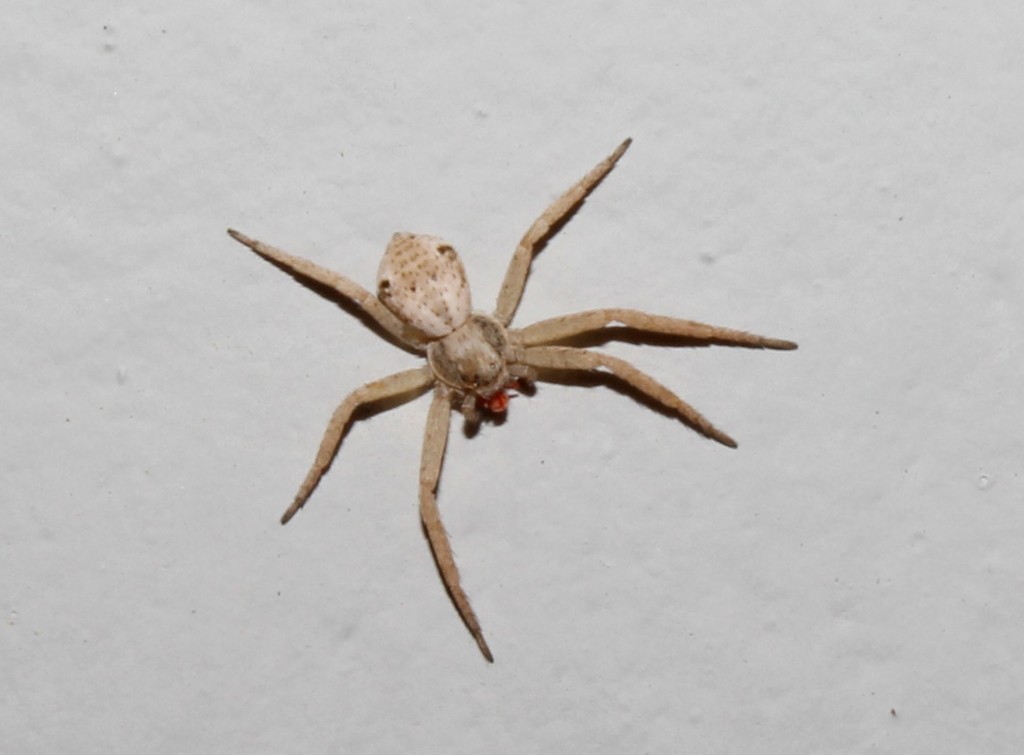 Red-haired Beautiful Running Crab Spider