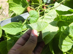 Convolvulaceae
