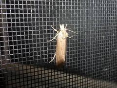 Acrolophus propinqua