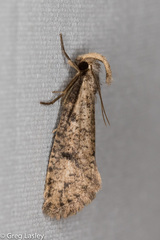 Acrolophus mortipennella
