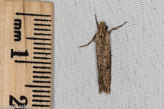 Acrolophus mortipennella