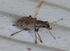 Polydrusus inustus