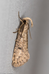 Acrolophus mortipennella