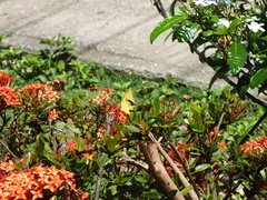 Coliadinae