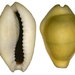 Money Cowry - Photo (c) Udo Schmidt, some rights reserved (CC BY-NC-SA)