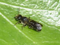 Chelostoma rapunculi