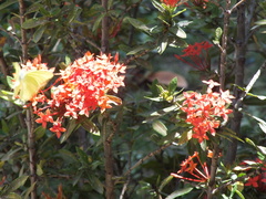 Coliadinae