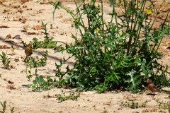 Haemorhous mexicanus