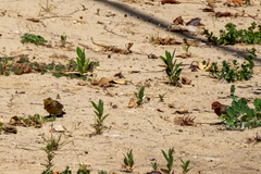 Haemorhous mexicanus