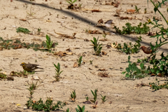 Haemorhous mexicanus