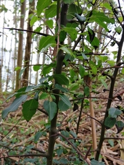 Pyrus cordata