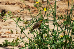 Haemorhous mexicanus