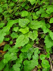 Tolmiea diplomenziesii