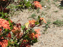 Coliadinae