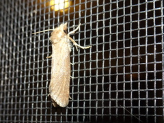 Acrolophus propinqua