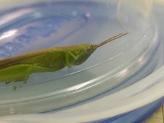 Stenacris vitreipennis