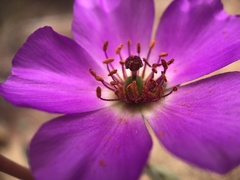 Cistanthe grandiflora