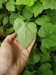 Tolmiea diplomenziesii