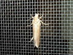 Acrolophus propinqua