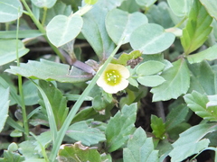 Kallstroemia