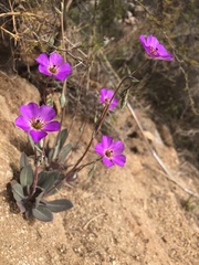 Cistanthe grandiflora