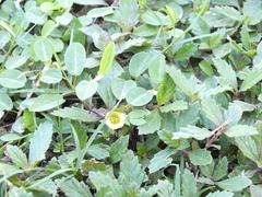 Kallstroemia