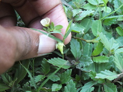 Kallstroemia