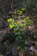 Euphorbia platyphyllos