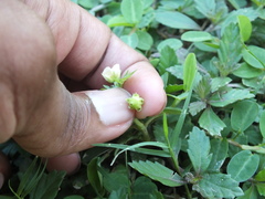 Kallstroemia