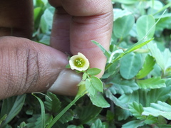 Kallstroemia