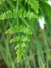 Woodsia obtusa