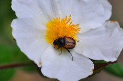 Chasmatopterus