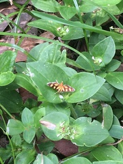 Syngamia