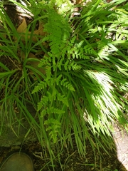 Woodsia obtusa