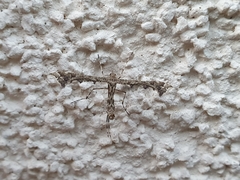 Amblyptilia