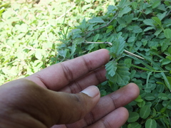 Malvastrum coromandelianum