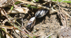 Geocoris pallens