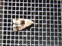 Tripudia rectangula