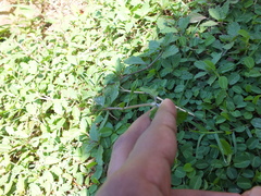 Malvastrum coromandelianum