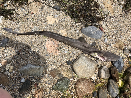 Dusky Smooth-hound photographed in Rhode Island