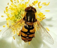Parhelophilus obsoletus