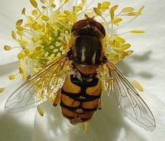 Parhelophilus obsoletus