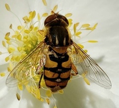 Parhelophilus obsoletus