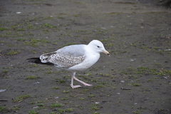 Larus argentatus